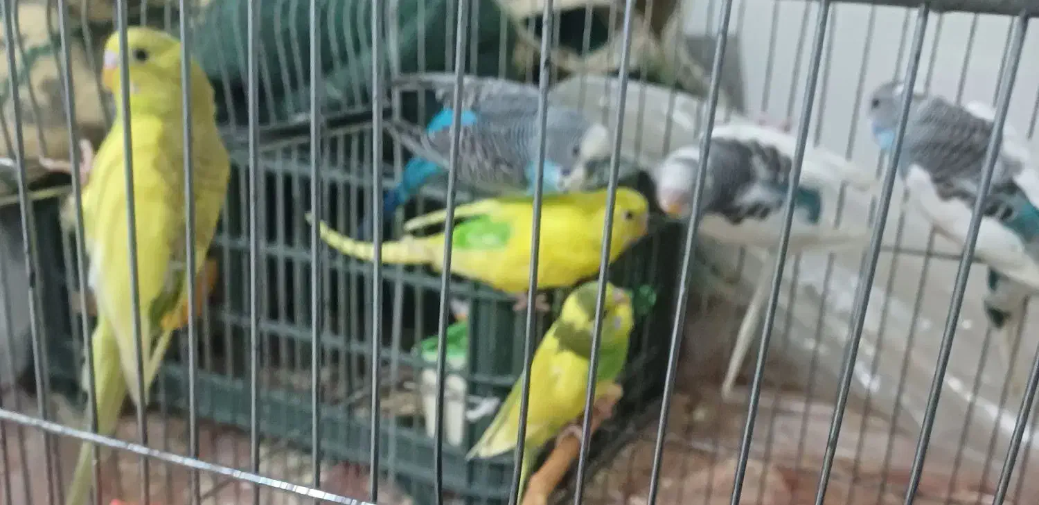 مرغ عشق|پرنده|جیرفت, |دیوار