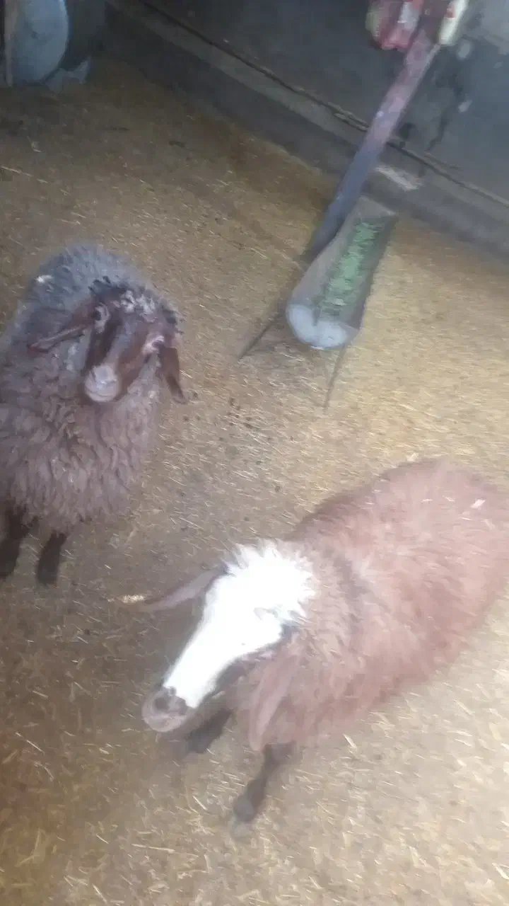 سلام|حیوانات مزرعه|زاغه, |دیوار