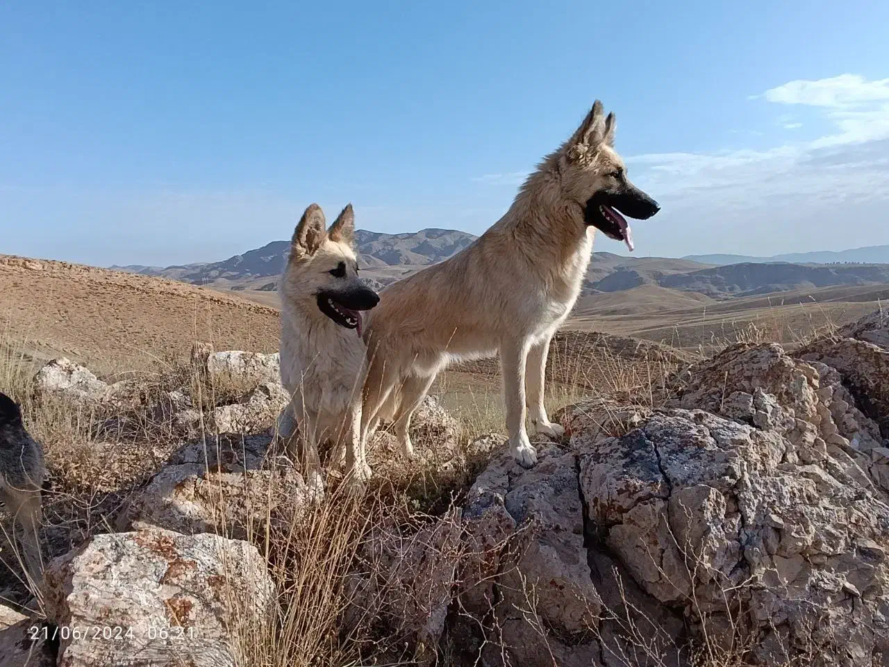 سگ ژرمن|سگ|بجنورد, |دیوار