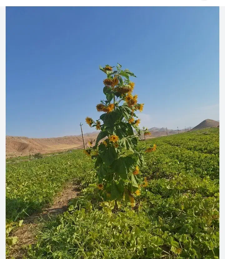 کارگر ساده|استخدام صنعتی، فنی، مهندسی|قیدار, |دیوار