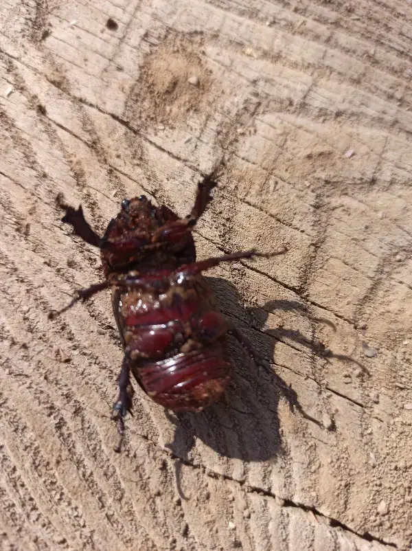 سوسک کرگدنی|پرنده|اسفیچ, |دیوار