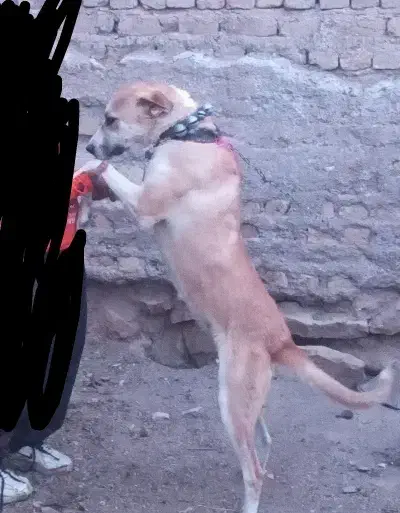 سگ. ماده|سگ|فریمان, |دیوار