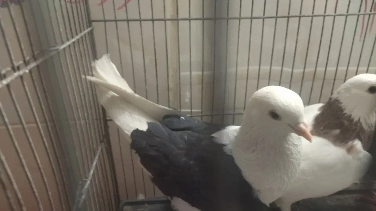 فروش 2عدد نرطوق ویه نرپشت سیاه کفتر|پرنده|بیرجند, |دیوار