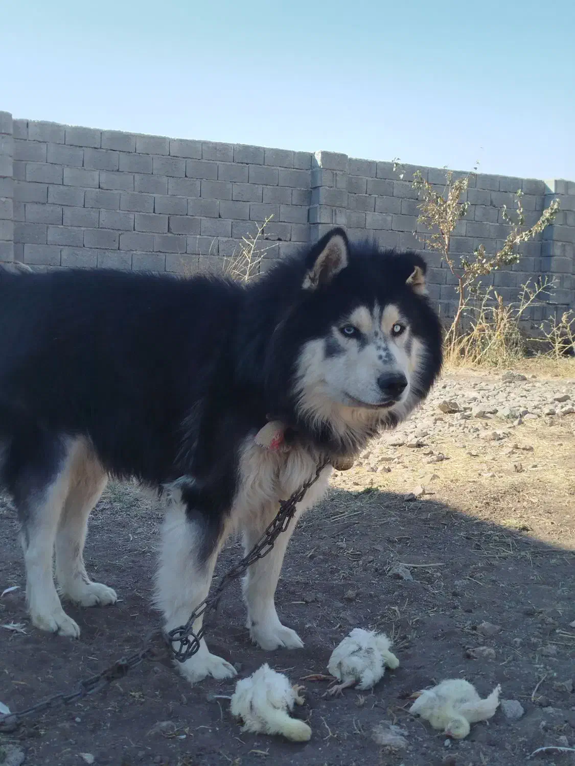 سگ هاسکی|سگ|تیکمه داش, |دیوار