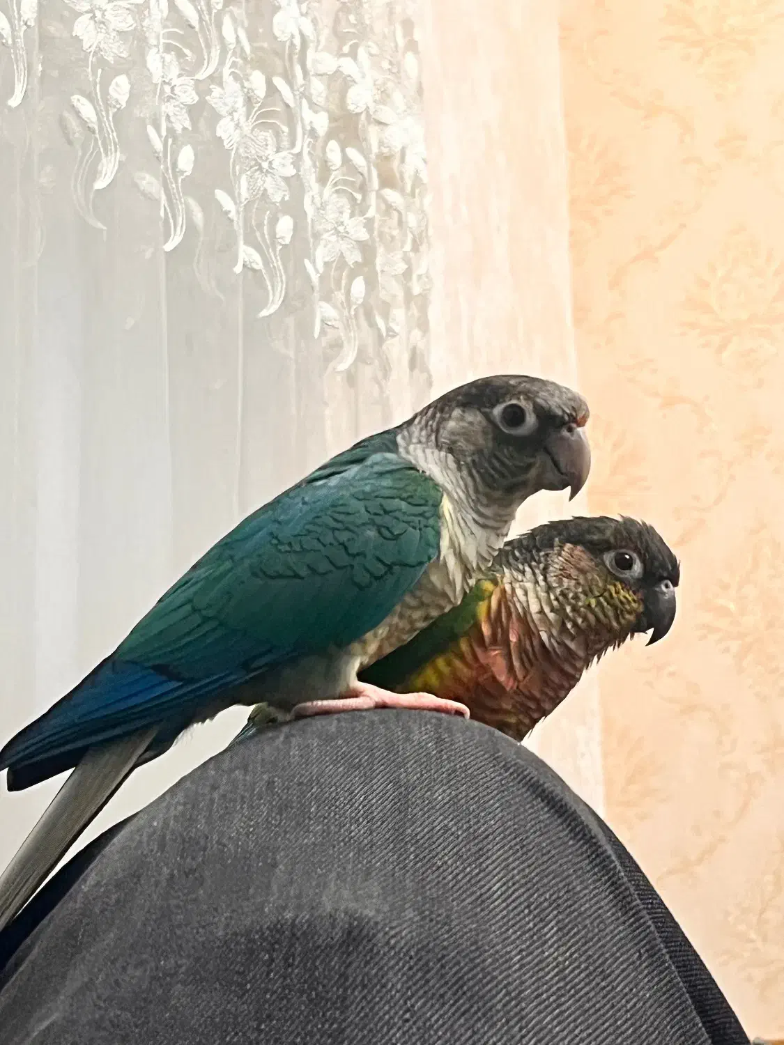 یک جفت گیرین چیک|پرنده|تهران, زرکش|دیوار