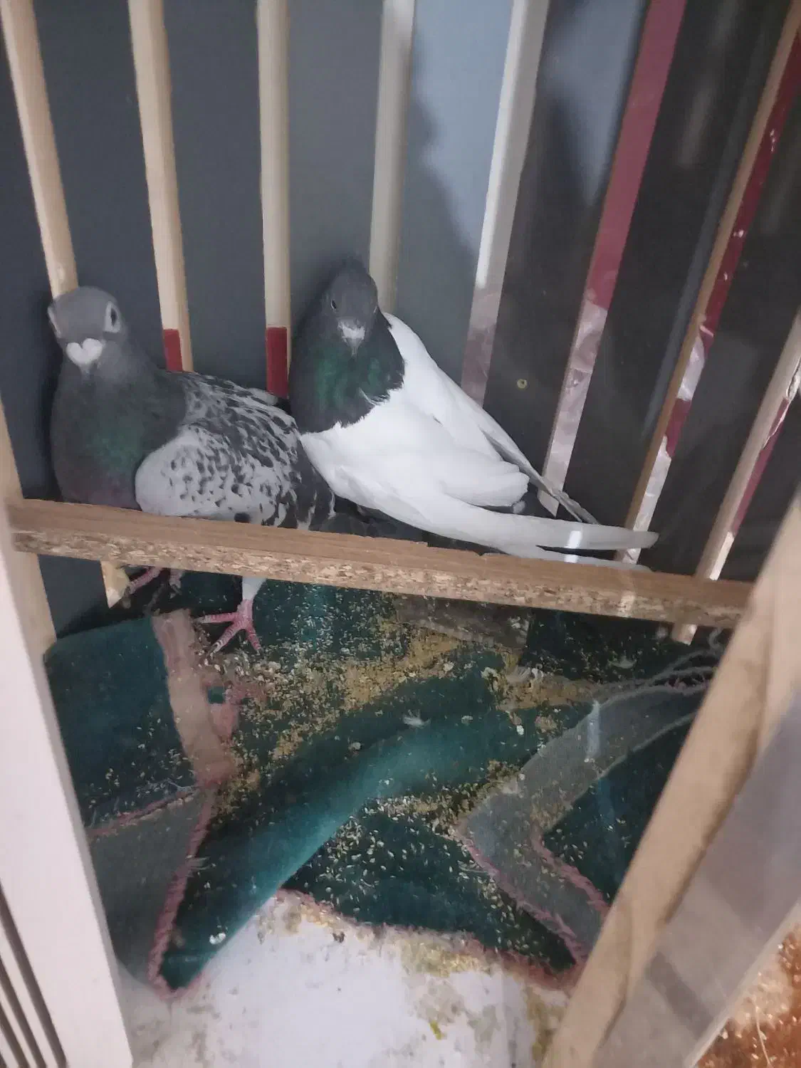 کفتر سینه|پرنده|جوین, |دیوار