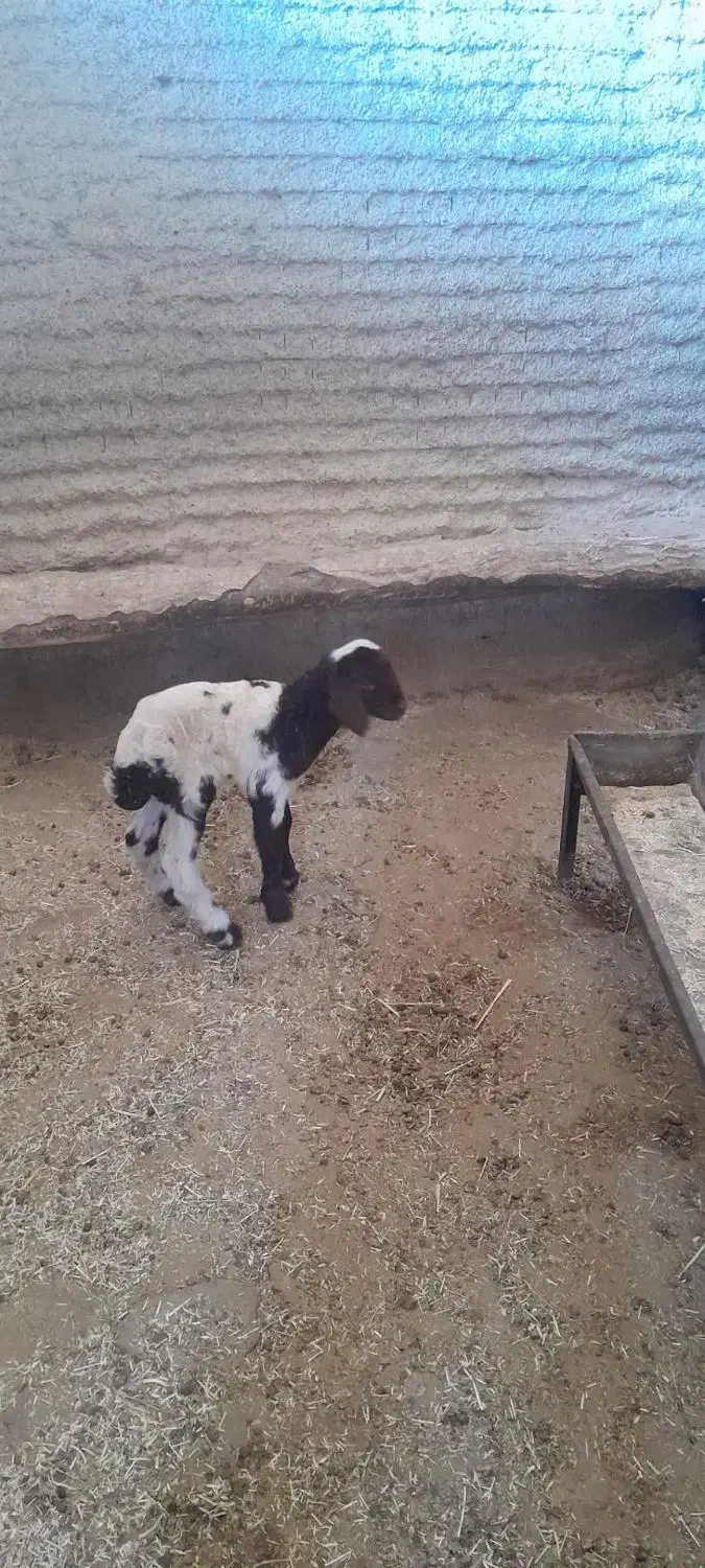 یک عدد بره|حیوانات مزرعه|ثلاث باباجانی, |دیوار