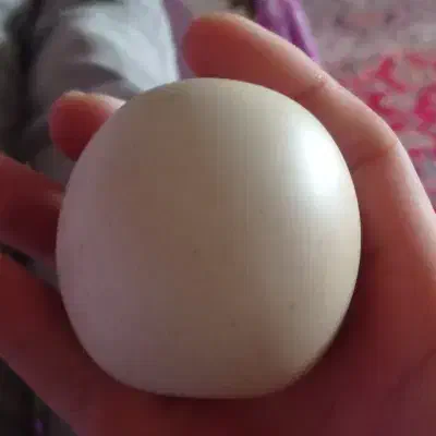 سنگ الماس|کلکسیون اشیاء عتیقه|بناب, |دیوار