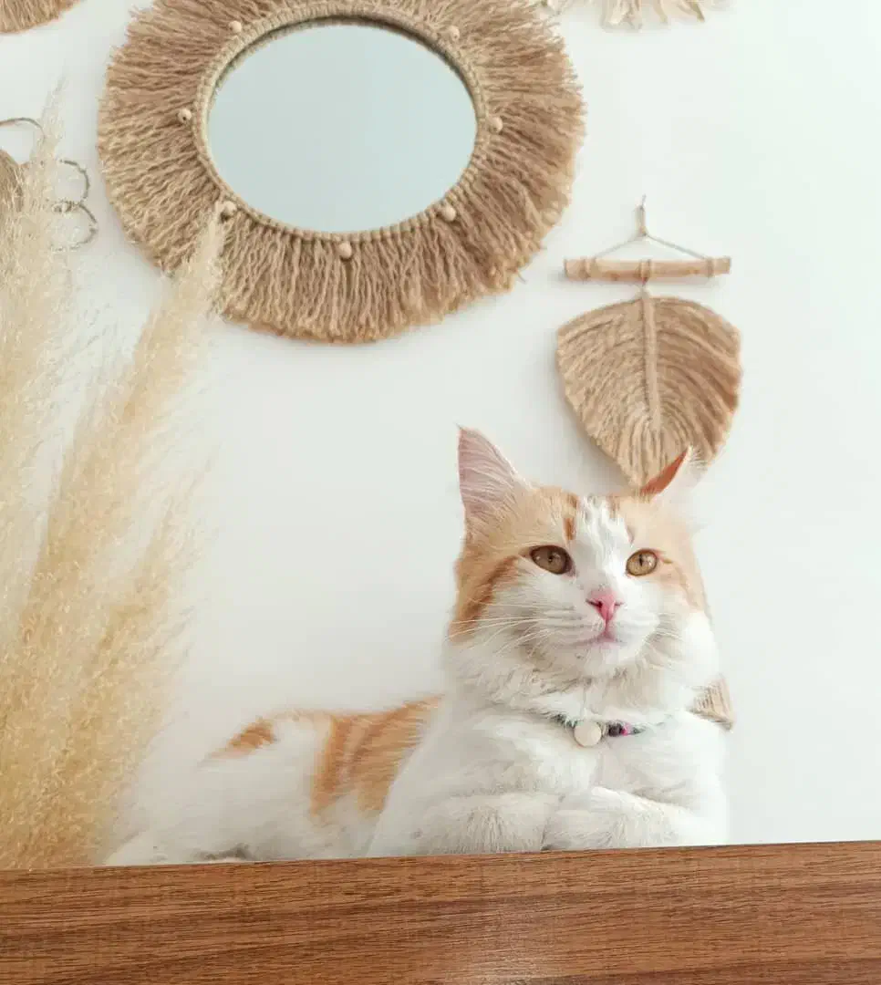 واگذاری گربه|گربه|کرج, کوی امامیه|دیوار