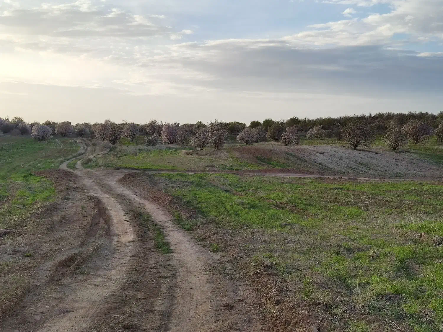 زمین 1000 متری باغ بادامی|فروش زمین و ملک کلنگی|شیراز, کودیان|دیوار