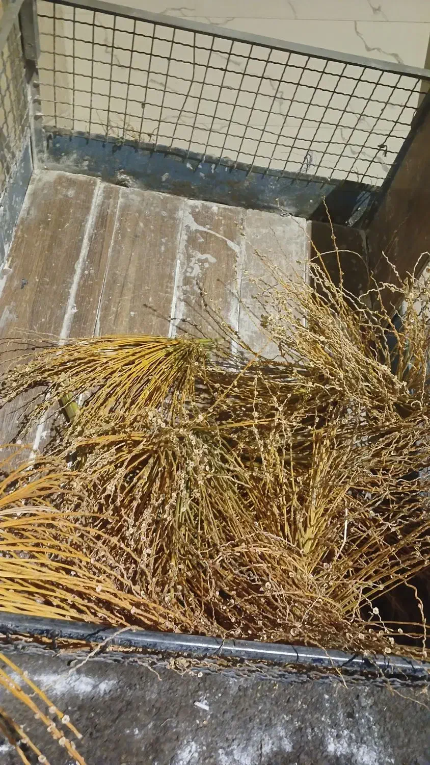 اجباری|دوچرخه، اسکیت، اسکوتر|خرمشهر, |دیوار