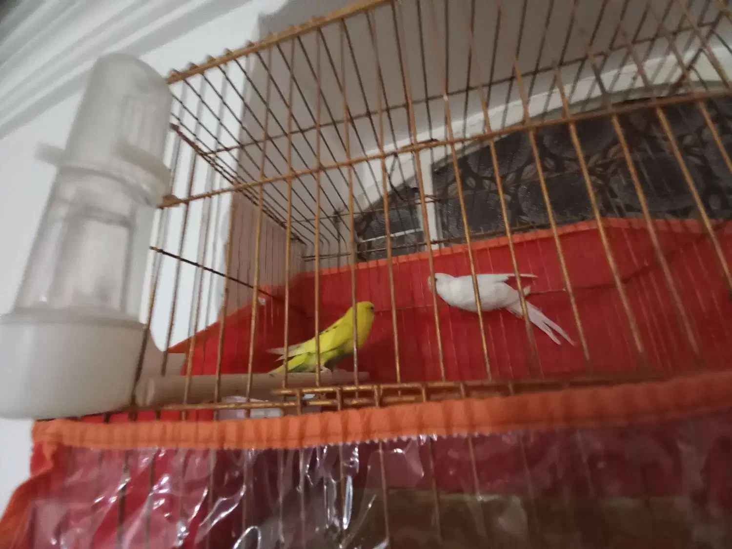 یک جف مرغ عشق هلندی درجه یک|پرنده|وراوی, |دیوار