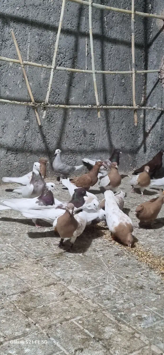 کبوتر|پرنده|جغتای, |دیوار