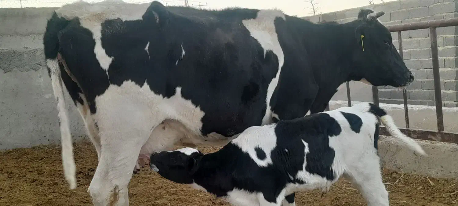 گاو|حیوانات مزرعه|سرداران, |دیوار