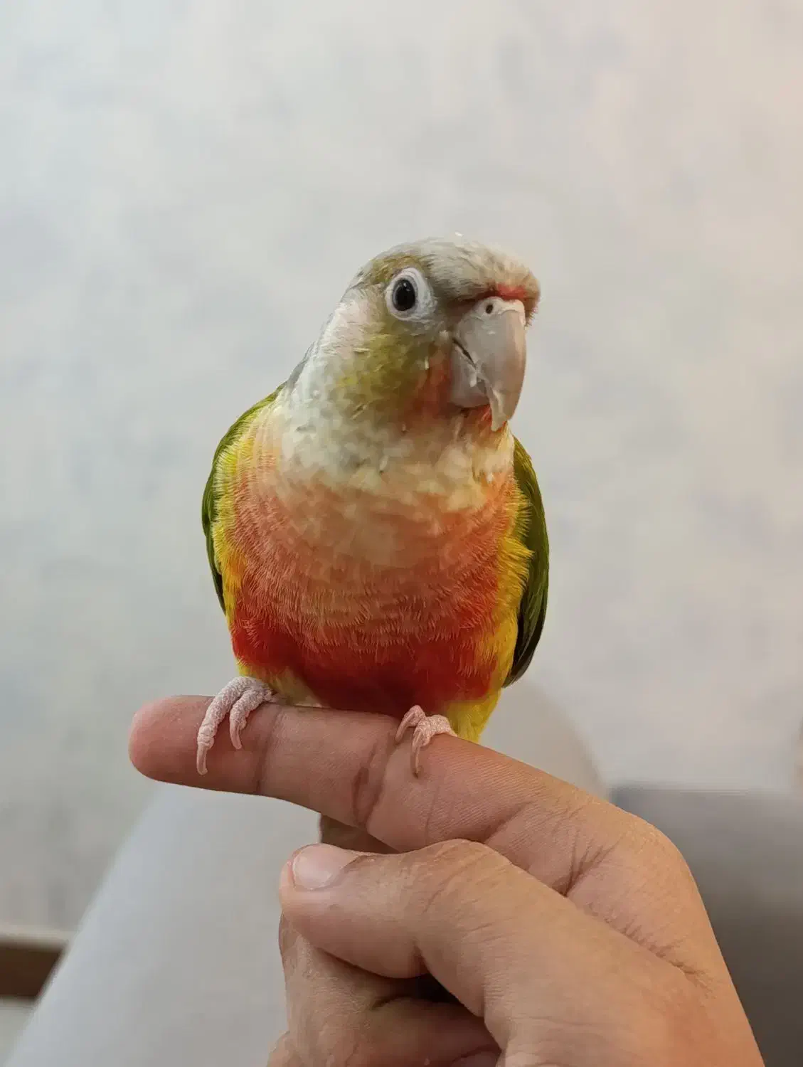 گرینچیک|پرنده|قیدار, |دیوار