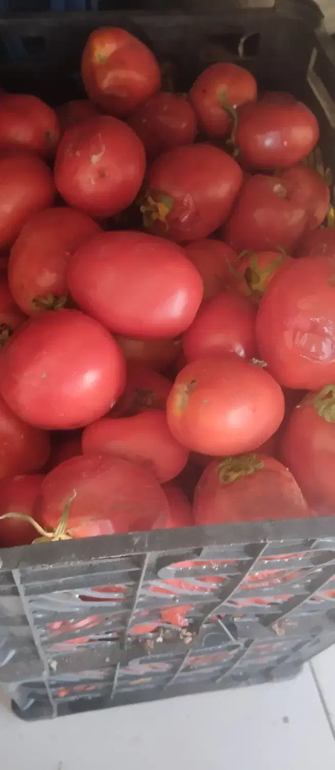 گوجه  ربی گوجه شیراز|عمدهفروشی|بیرجند, |دیوار