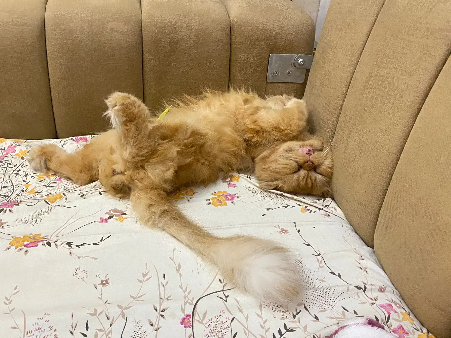 گربه نر عقیم نشده/واگذاری|گربه|رشت, علی آباد|دیوار