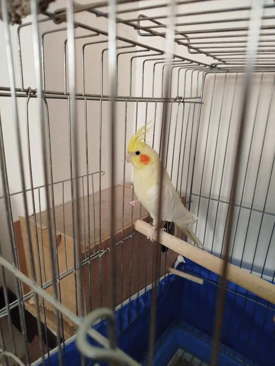 عروس هلندی نرو ماده|پرنده|برخوار, |دیوار