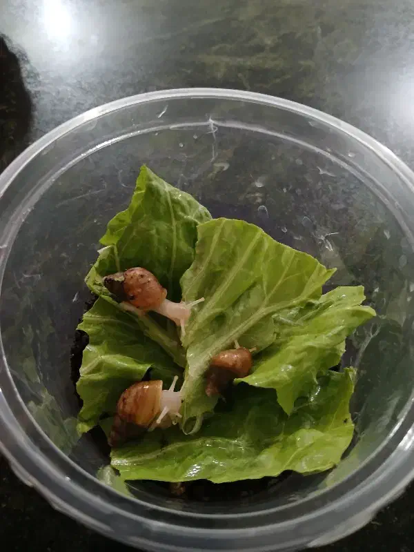 حلزون های آچاتینو|خزنده|ایلام, |دیوار