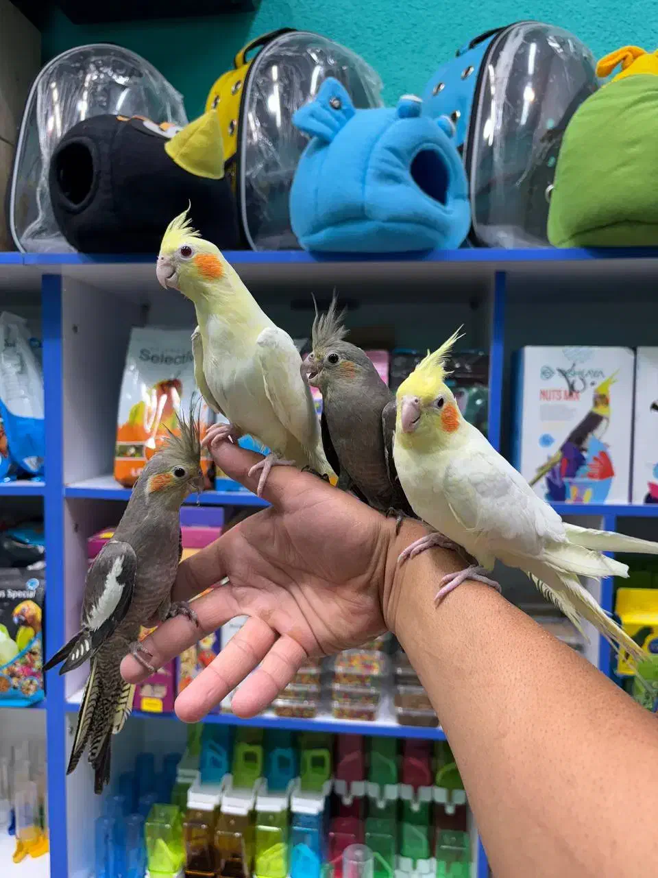 عروس هلندی در انواع رنگ فقط فقط ۶۵۰ت|پرنده|قائمشهر, |دیوار