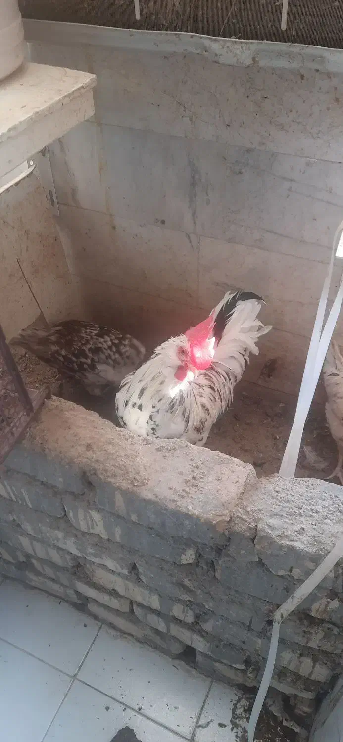 دوتا مرغ گلین و یک خروس|حیوانات مزرعه|قم, پردیسان|دیوار