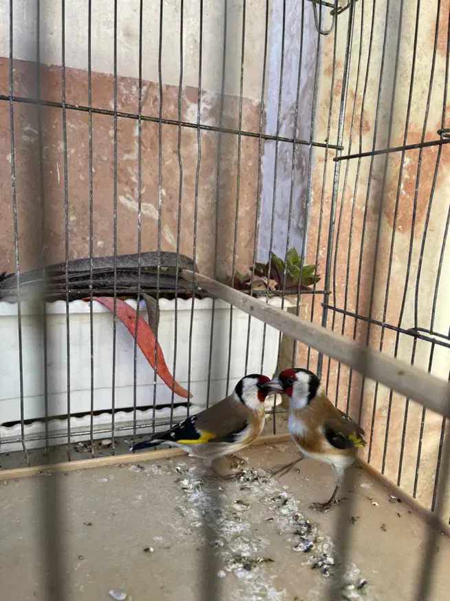 سهره سر سیاه|پرنده|بجنورد, |دیوار