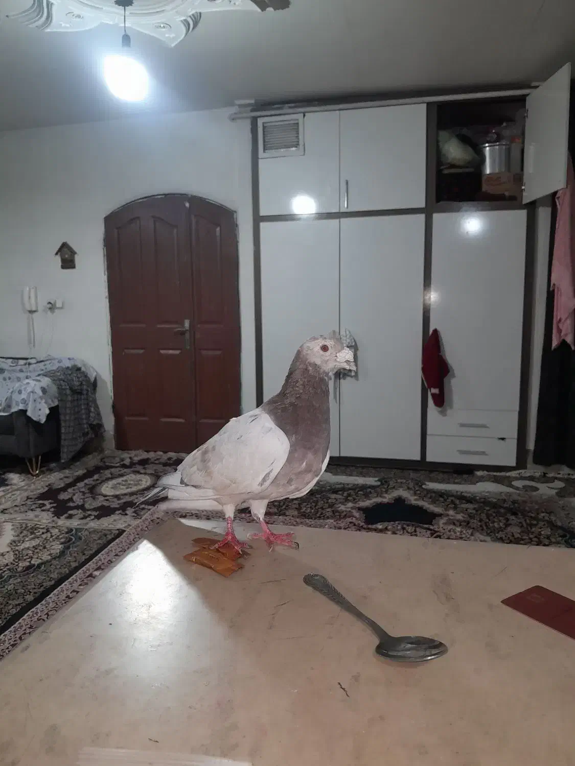 لوازم زینتی وکفتر سار کله هما|کلکسیون اشیاء عتیقه|مشهد, قائم|دیوار