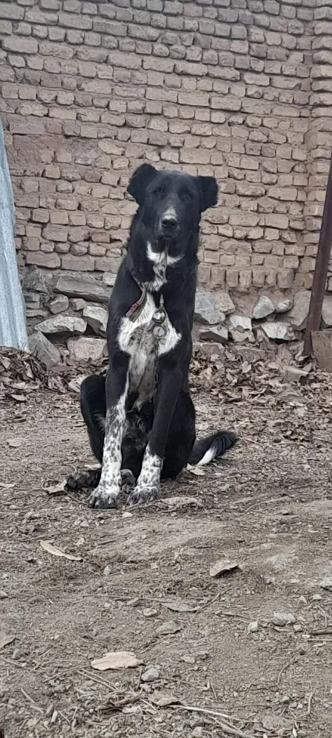 سگ جوان نر|سگ|ازنا, |دیوار