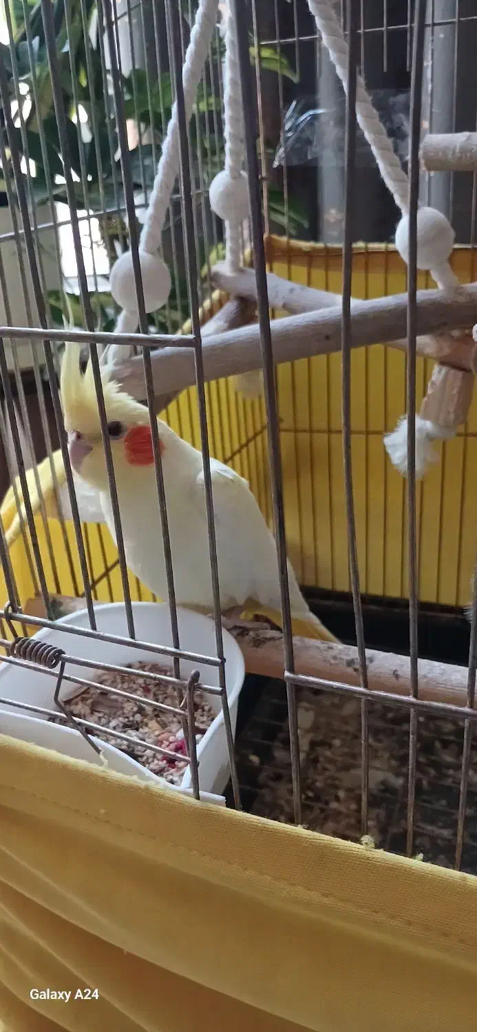 عروس هلندی جفت|پرنده|کرج, باغستان|دیوار