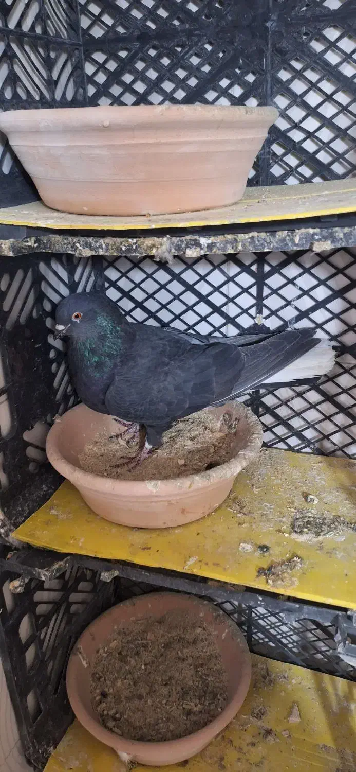 کفتر زاغ|پرنده|کوهدشت, |دیوار