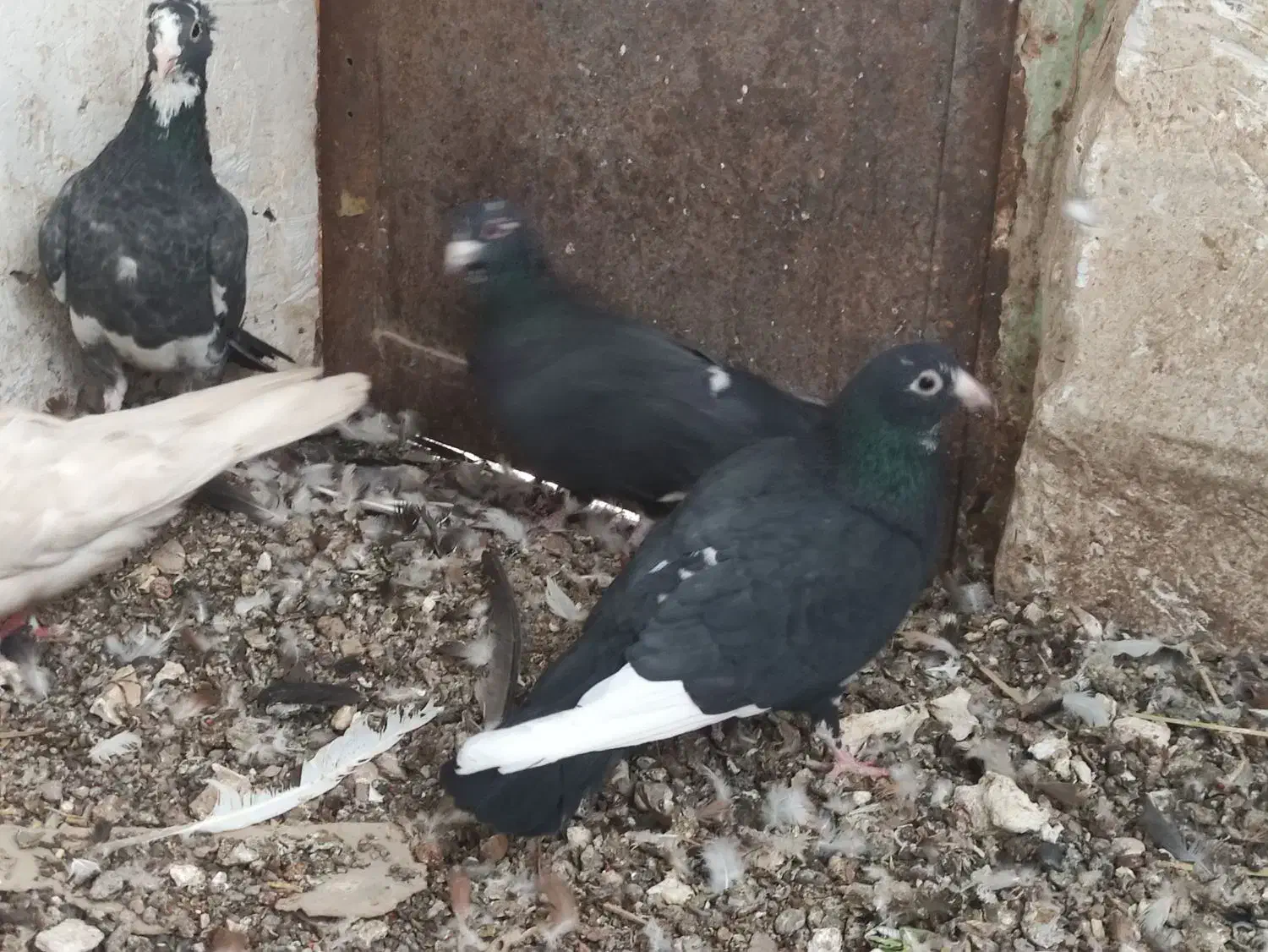 سیا پلنگ.  طوقی . کلاغ|پرنده|کشکوئیه, |دیوار