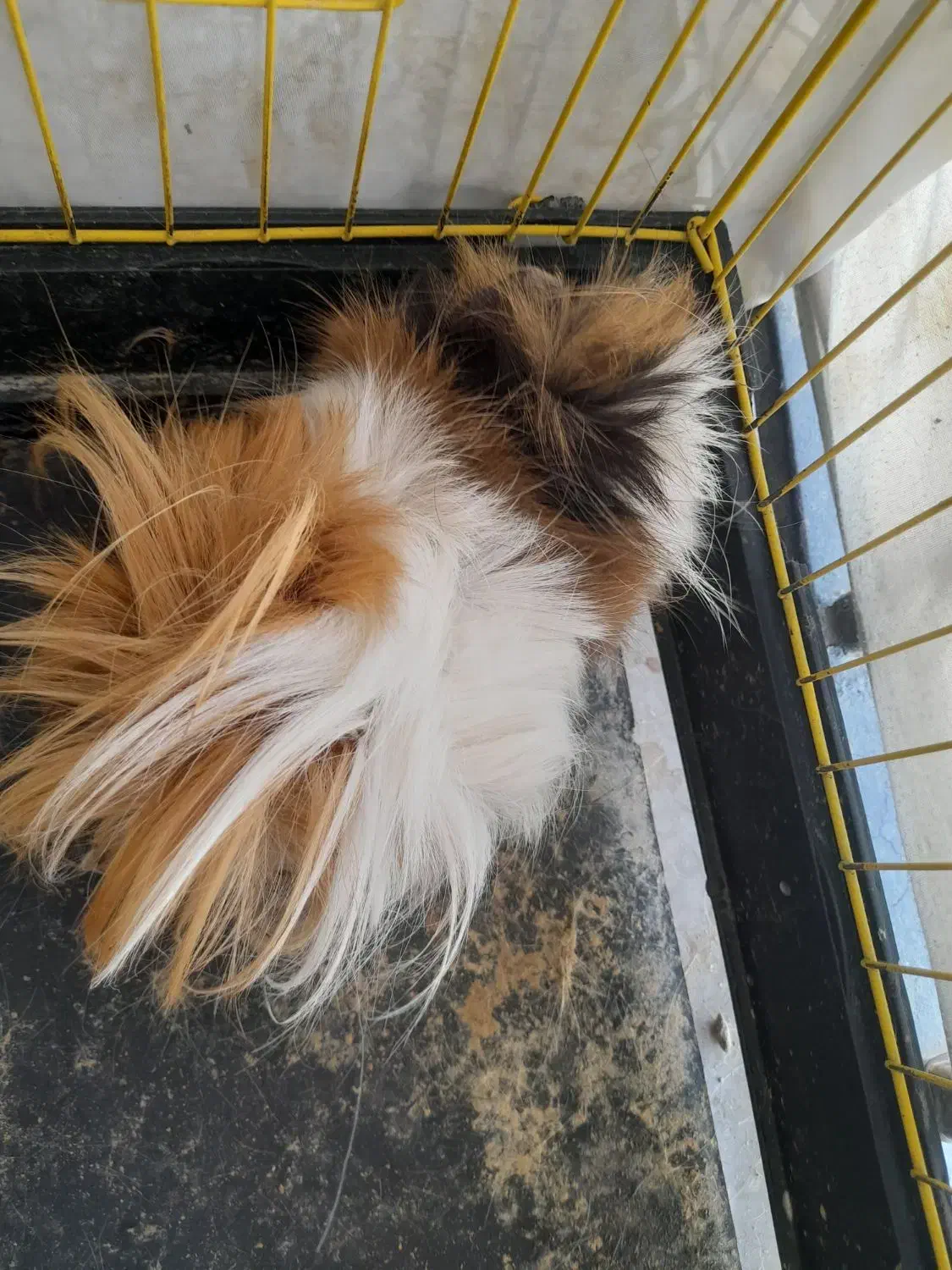 خوکچه هندی موبلند|موش و خرگوش|تهران, هفت چنار|دیوار