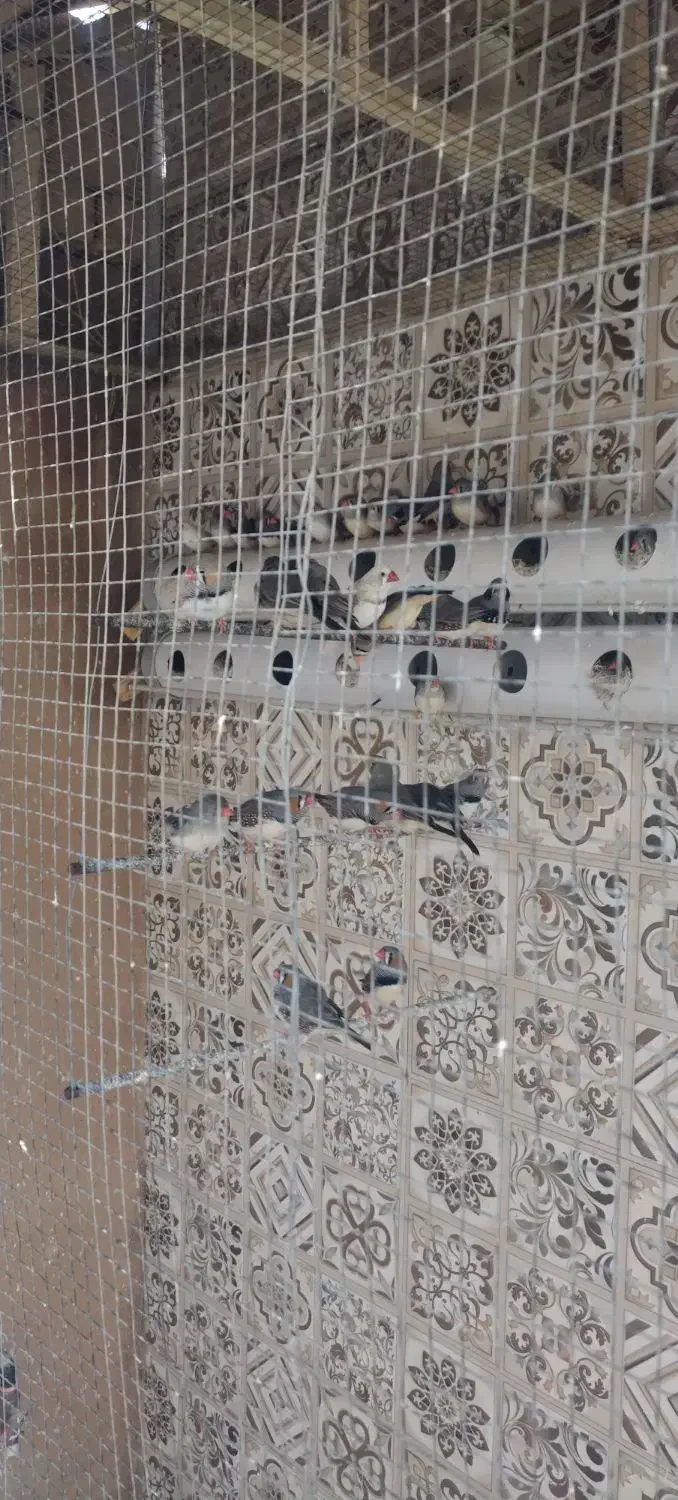 فنچ زبرا|پرنده|مرودشت, ثبت احوال|دیوار