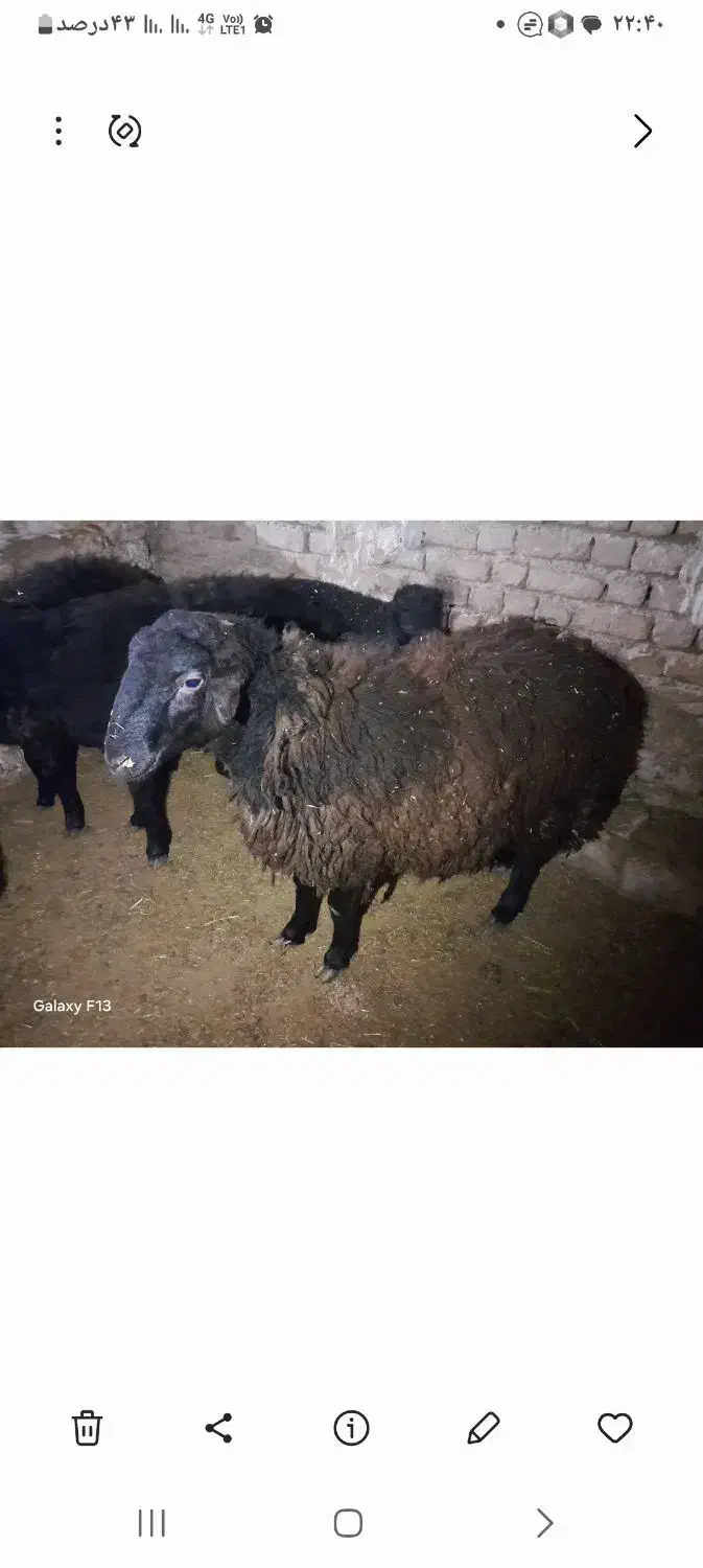 بره نر هترو|حیوانات مزرعه|قوچان, |دیوار