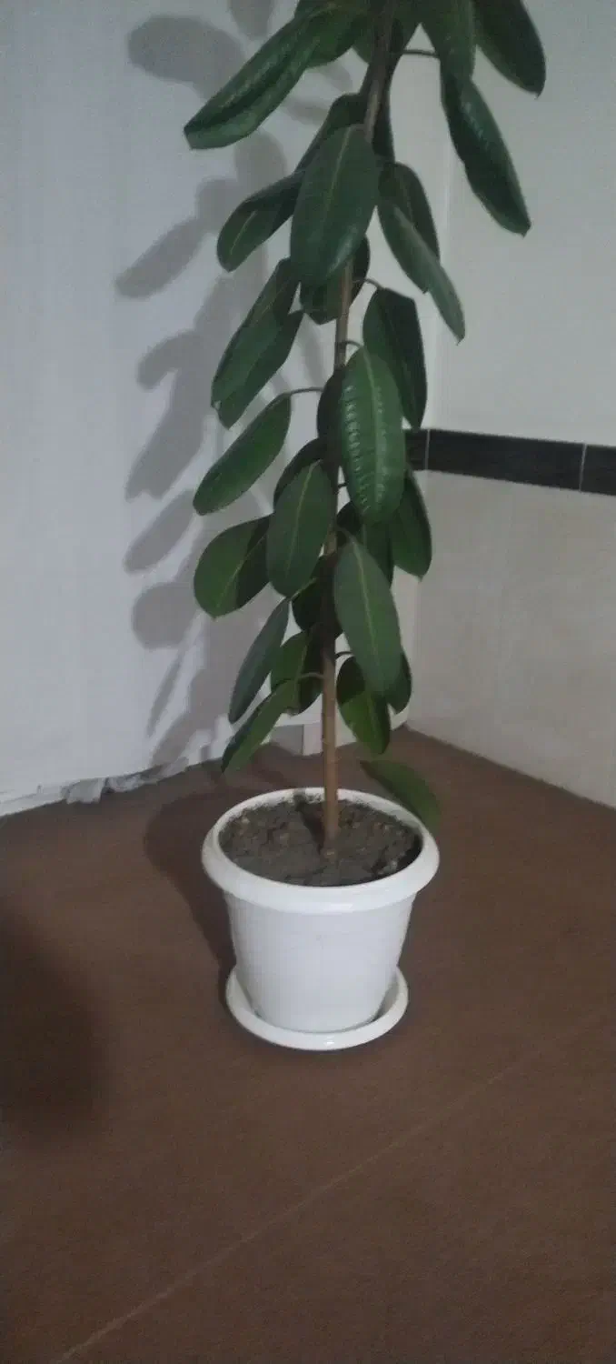 گل فیکوس|گل و گیاه طبیعی|نقده, |دیوار