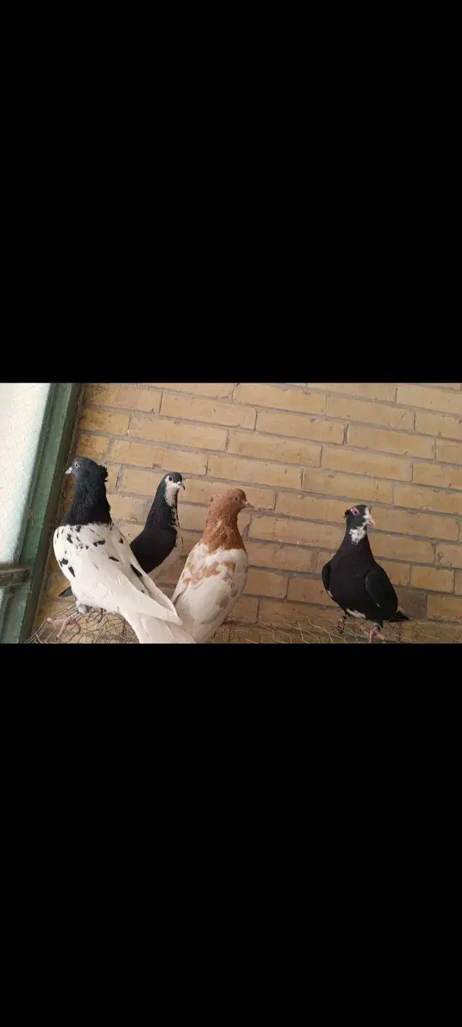 ۴ تا ماده اسطوره ضمانتی|پرنده|رفسنجان, |دیوار