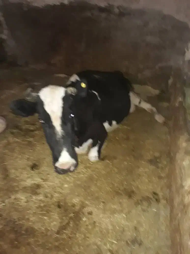 گاوافتاده فلج وکسل حال|حیوانات مزرعه|دهگلان, |دیوار