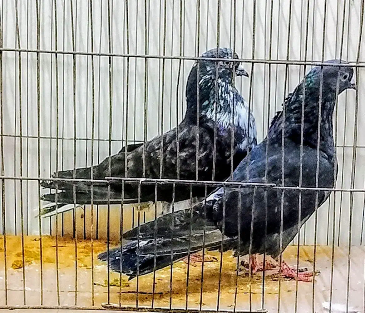 کبوتر پرشی گردن کلفت سر کله دار سو دار|پرنده|قائم‌شهر, |دیوار