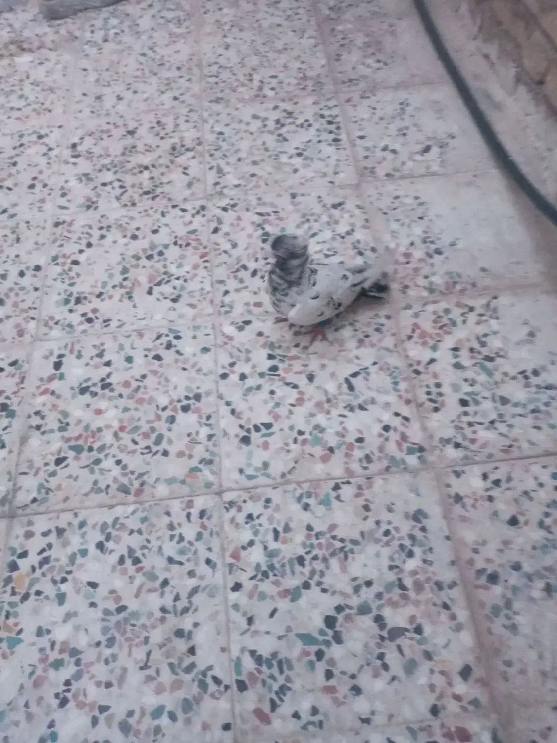 کبوتر نره|پرنده|اندیمشک, |دیوار