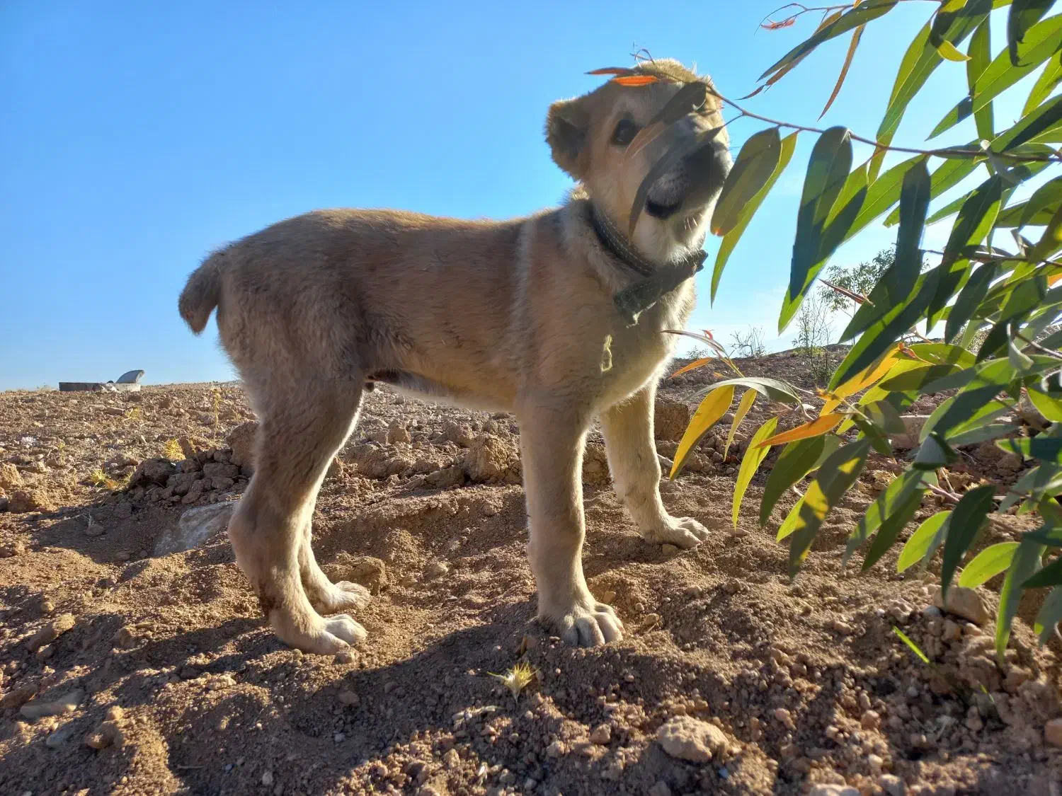 توله سگ سرابی نر اصیل|سگ|کرمانشاه, |دیوار