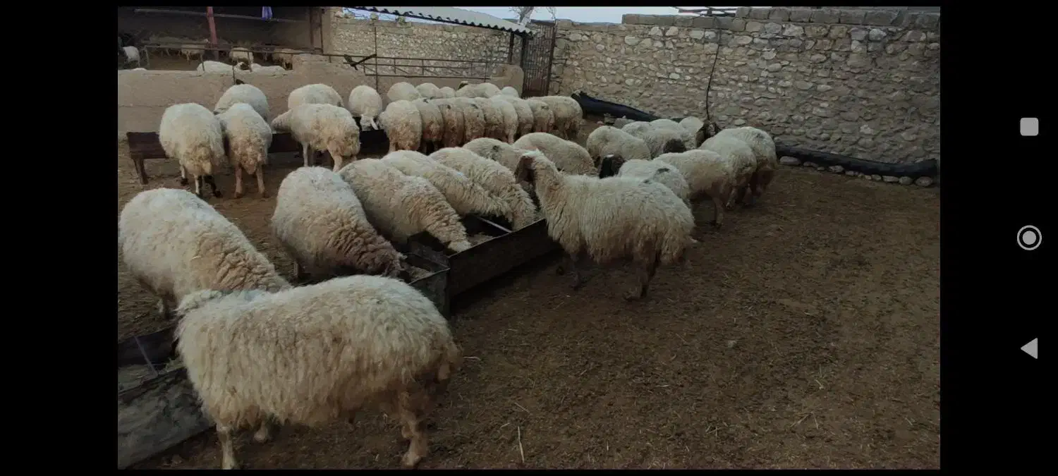 میش و بره جوان داشتی|حیوانات مزرعه|بدره, |دیوار
