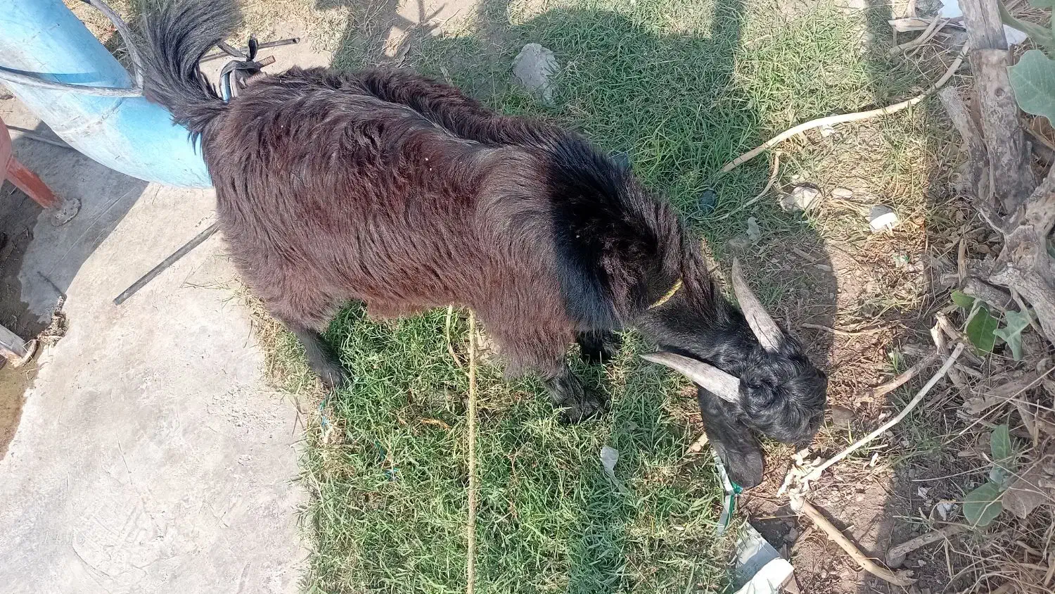 بز نر|حیوانات مزرعه|توکهور, |دیوار