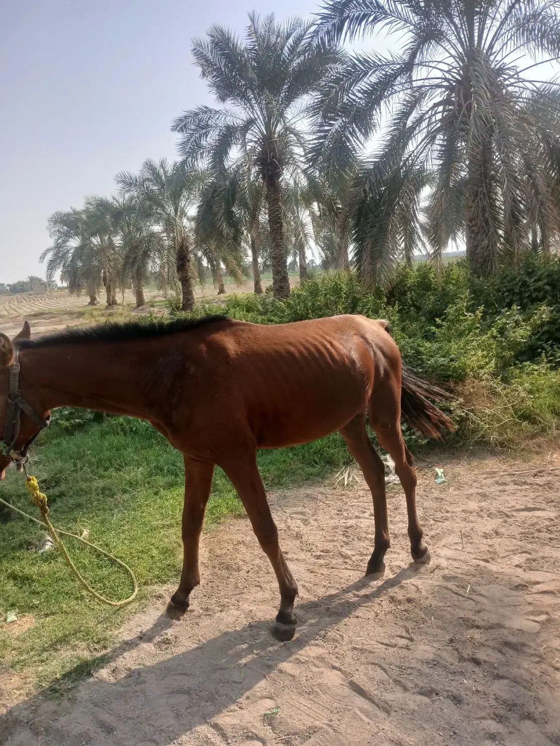 کره اسب|اسب و تجهیزات اسبسواری|عنبرآباد, |دیوار