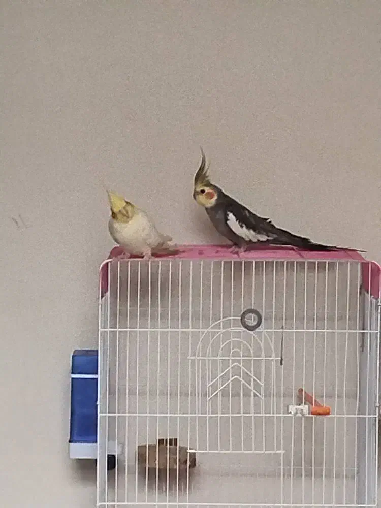 عروس هلندی|پرنده|بجنورد, |دیوار