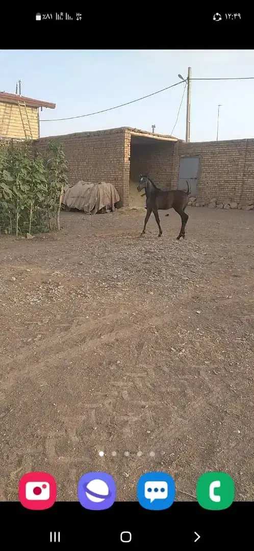 اسب مادیان و کره نریان|اسب و تجهیزات اسبسواری|شهریار, شهریار|دیوار