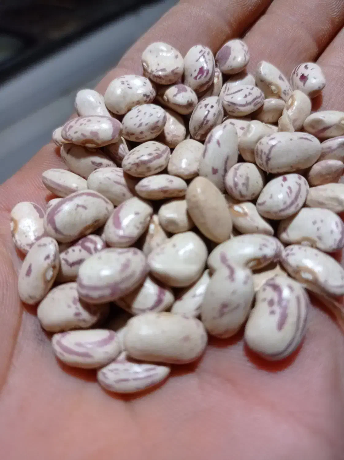 خشکبار|خوردنی و آشامیدنی|اسدآباد, |دیوار