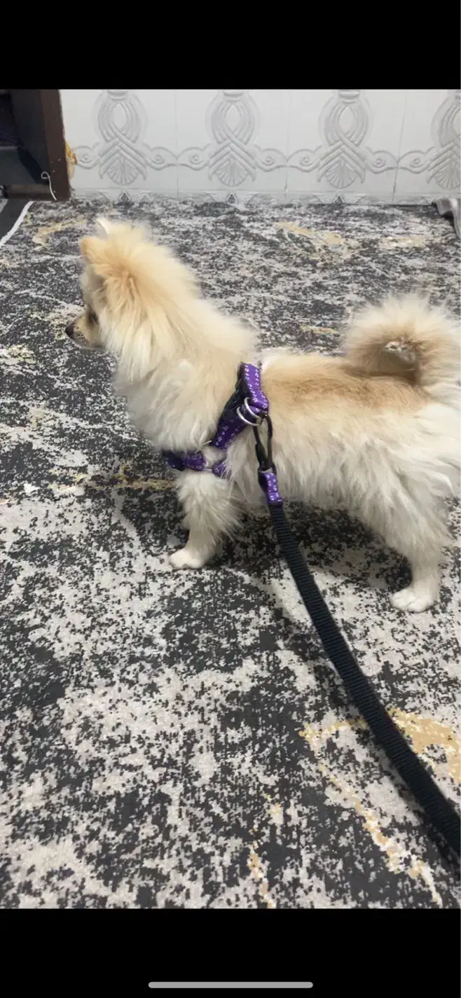 توله پامر خرسی|سگ|کرمان, |دیوار