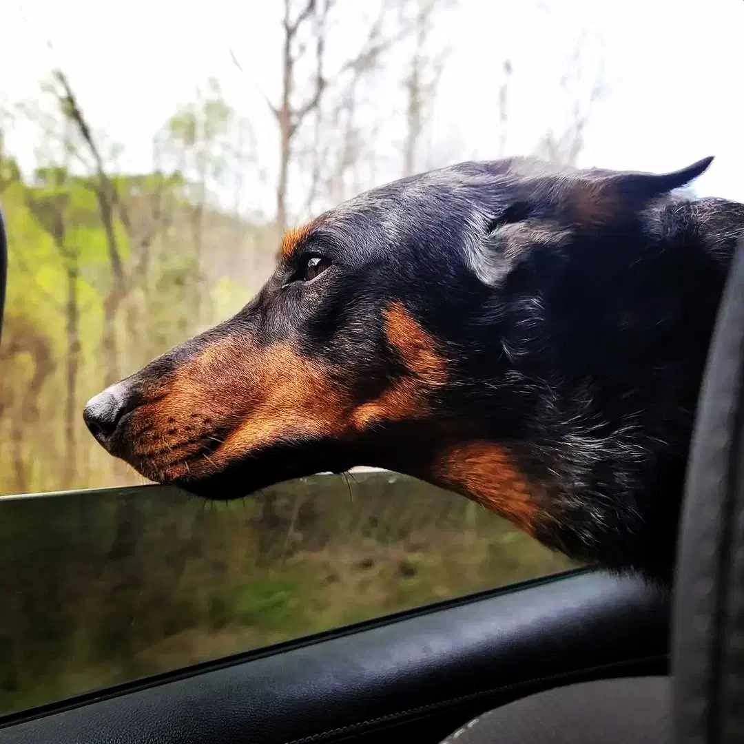 واگذاری دوبرمن مولد|سگ|زنجان, |دیوار