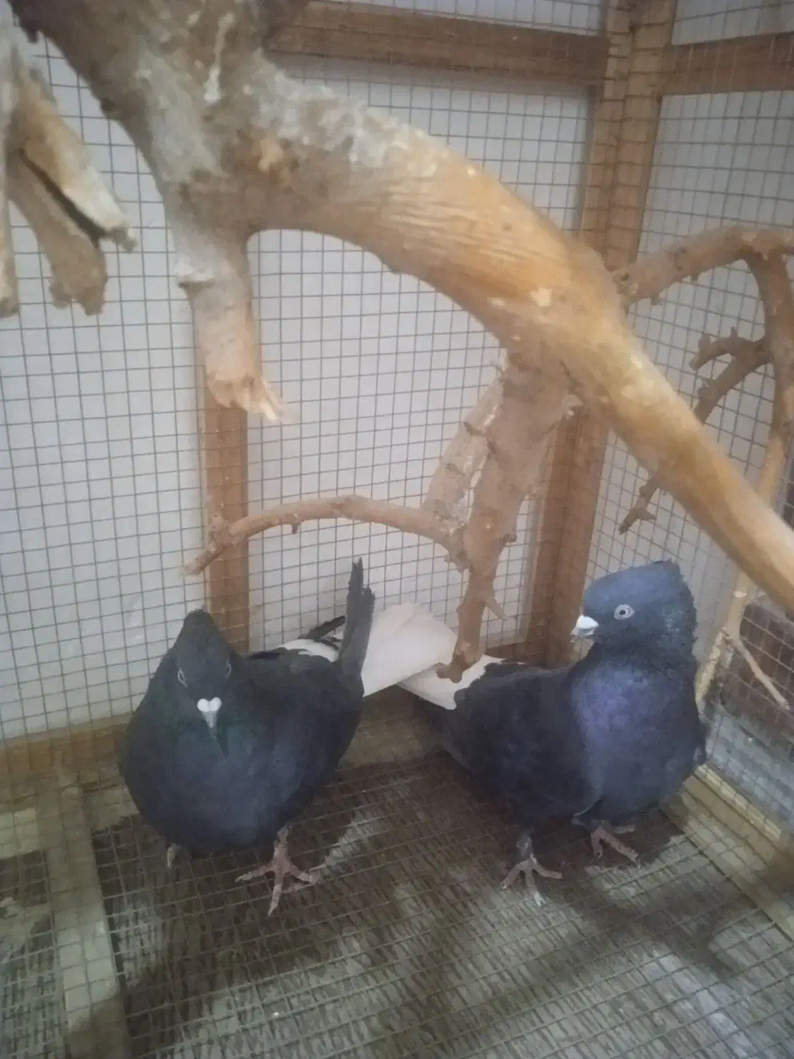 کبوترزاغ دم سفید|پرنده|جیرفت, |دیوار