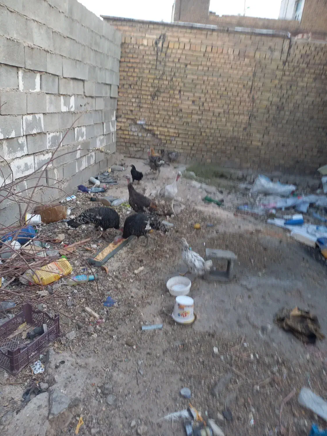 حیوانات مزرعه|حیوانات مزرعه|ایذه, |دیوار